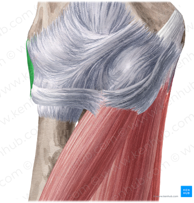 Radial collateral ligament of elbow joint (#4496)