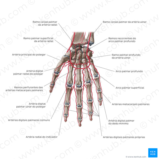 Arteries of the hand: Palmar view (Portuguese)