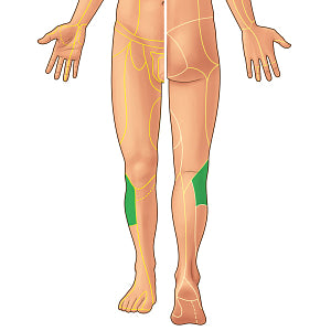 Lateral sural cutaneous nerve (#21944)