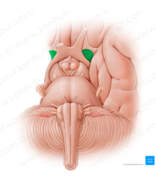 Anterior perforated substance (#12791)