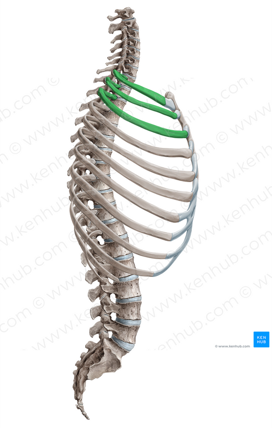 Upper ribs (#18126)