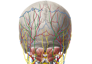 Greater occipital nerve (#6604)