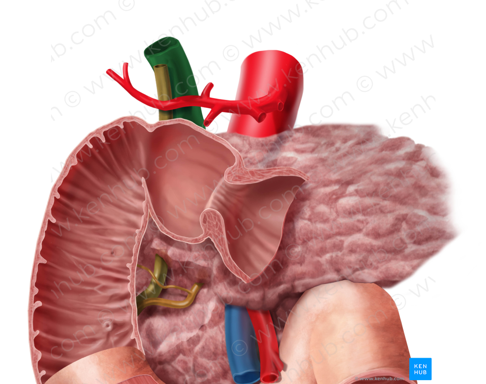 Hepatic portal vein (#10482)