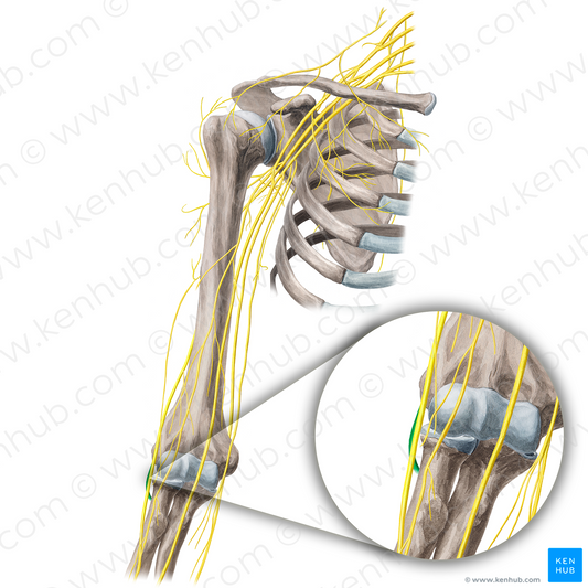 Deep branch of radial nerve (#21662)