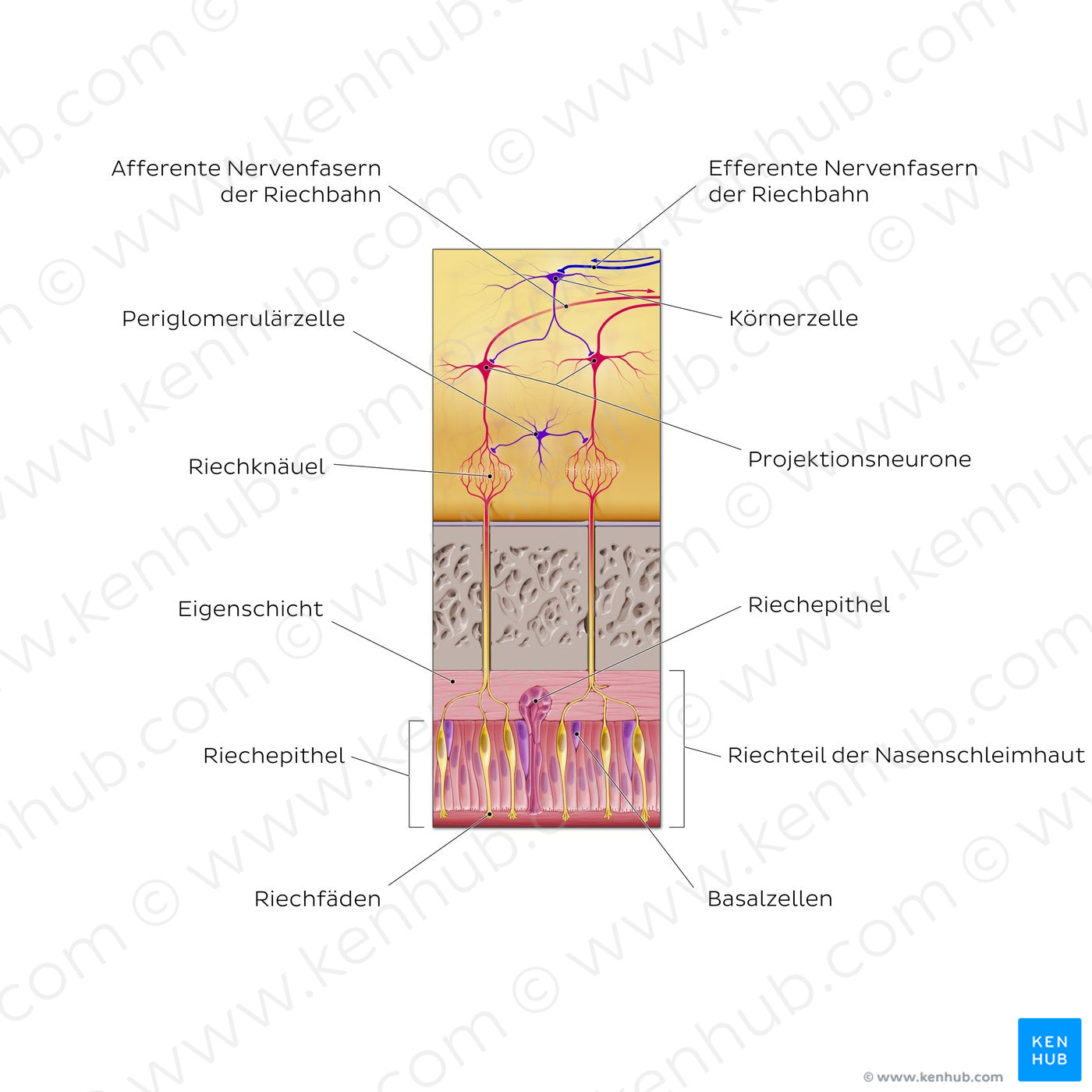 Olfactory nerve (olfactory organ and bulb) (German)