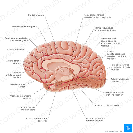 Arteries of the brain - Medial view (Latin)