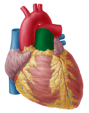 Pulmonary trunk (#9638)