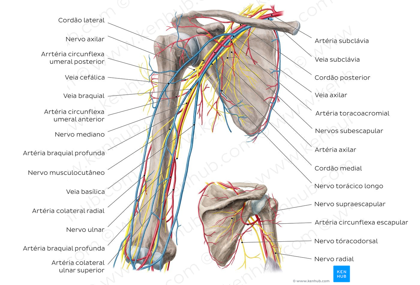 Neurovasculature of the arm and the shoulder (Portuguese)