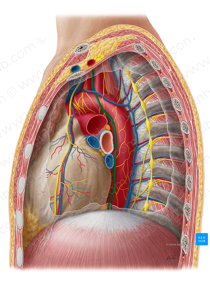 Vagus nerve (#6867)