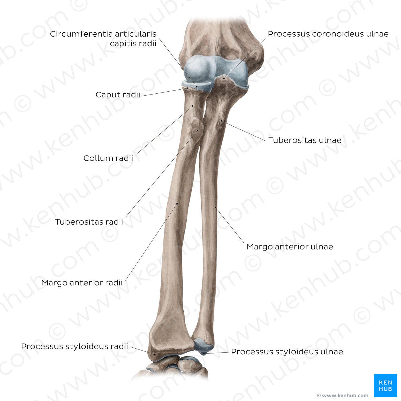 Radius and ulna: Anterior view (Latin) – Kenhub Image License Store