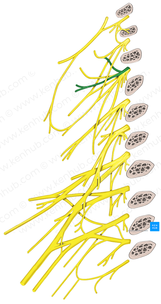 Transverse cervical nerve (#6370)