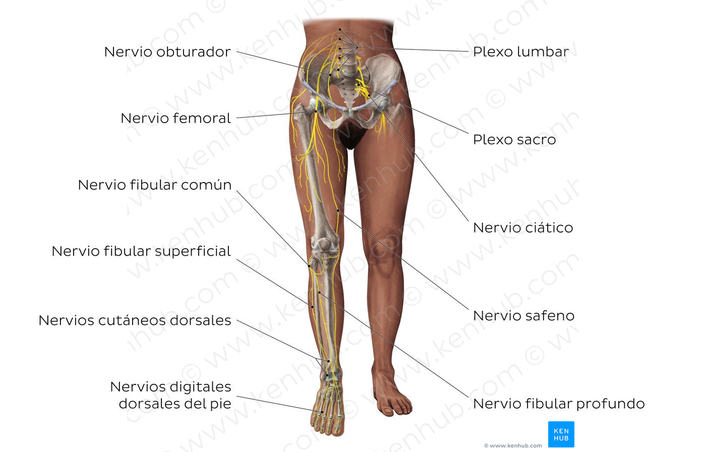 Main nerves of the lower limb - anterior (Spanish)