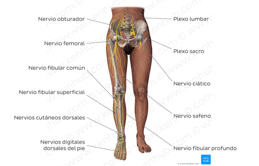 Main nerves of the lower limb - anterior (Spanish)