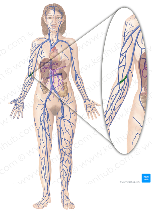 Median cubital vein (#10399)