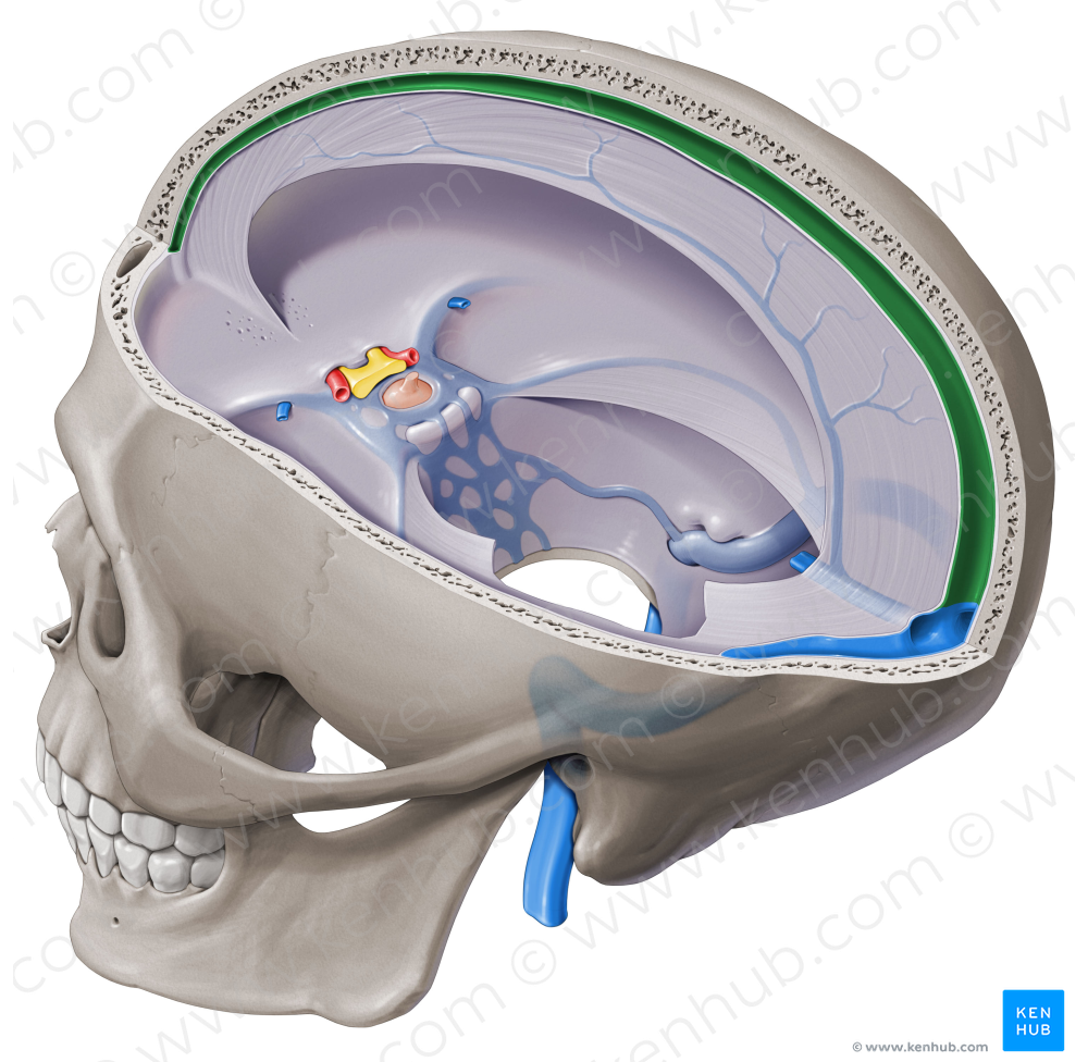 Superior sagittal sinus (#9049)