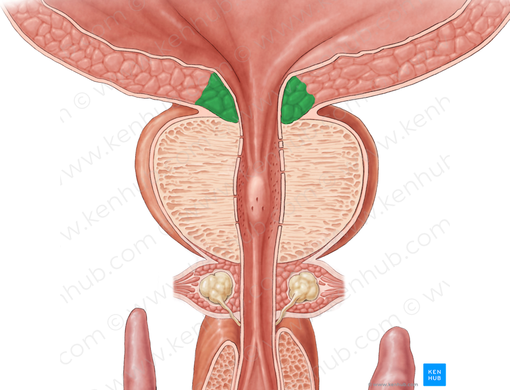 Internal urethral sphincter (#5988)