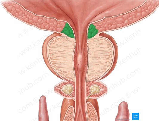 Internal urethral sphincter (#5988)