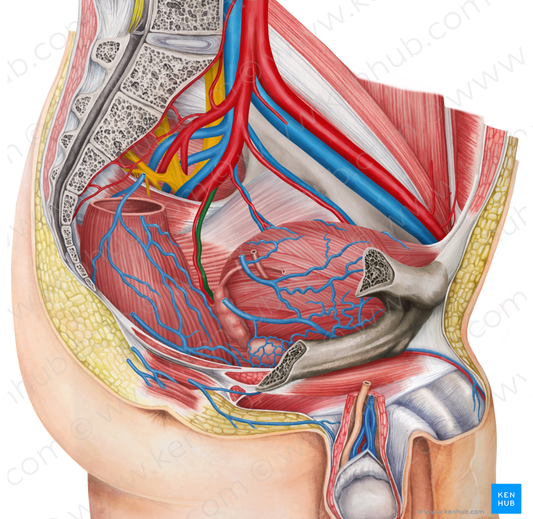 Left middle anorectal veins (#10537)