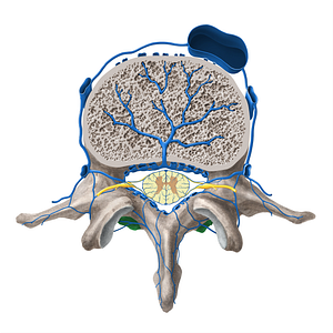 Inferior articular process of vertebra (#8168)