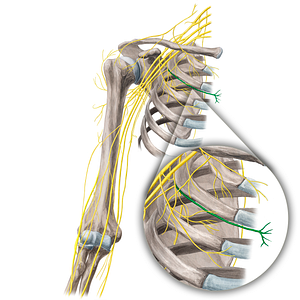 2nd intercostal nerve (#21660)