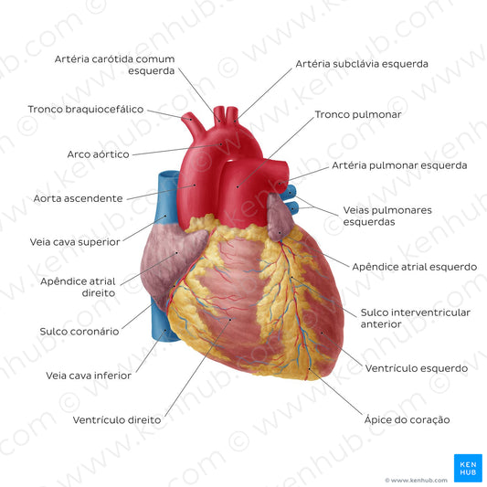 Anterior view of the heart (Portuguese)