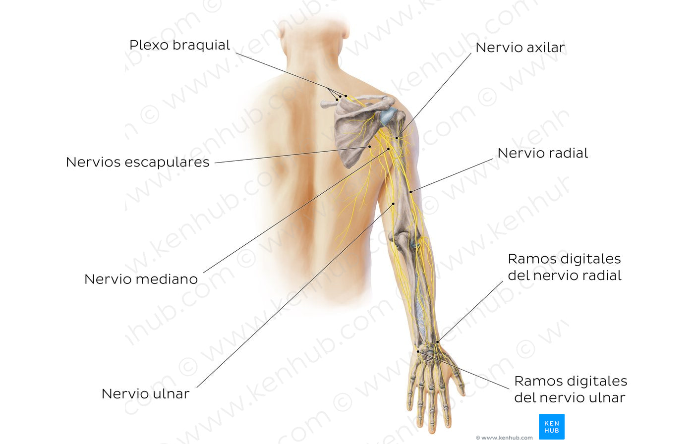 Main nerves of the upper limb - posterior (Spanish)