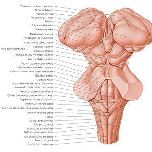 Surface anatomy of the brainstem (Portuguese)