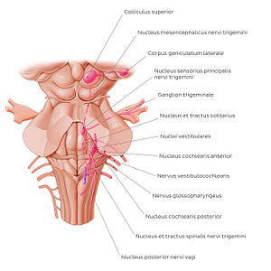 Cranial nerve nuclei - posterior view (afferent) (Latin)