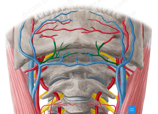 Submental artery (#1843)