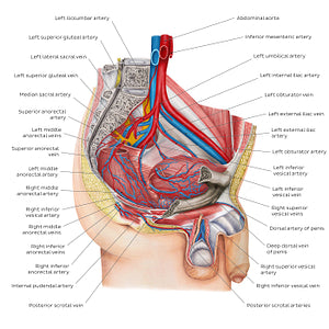 Blood supply of the male pelvis (English)