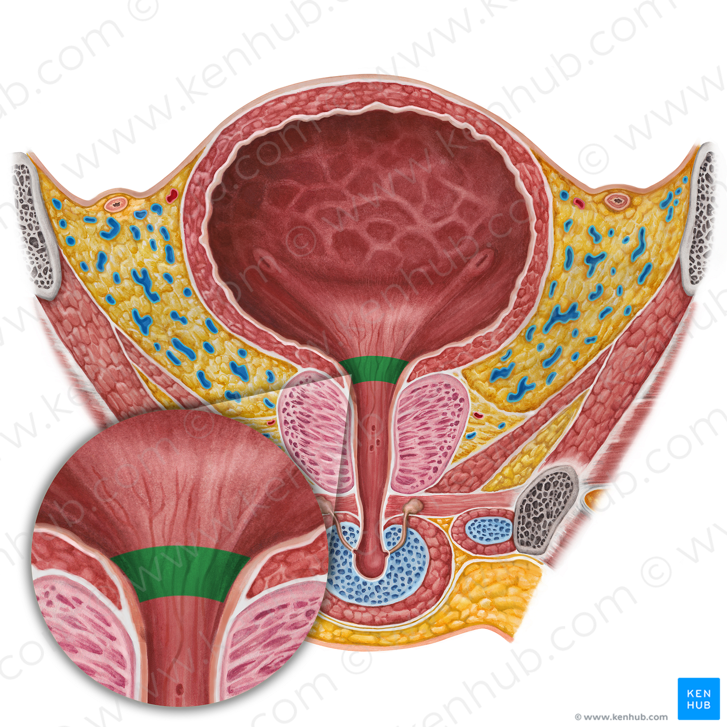 Neck of urinary bladder (#2585)