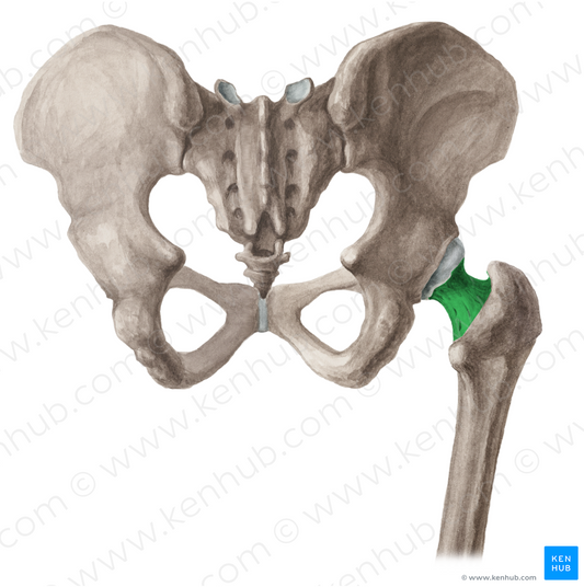 Neck of femur (#2682)