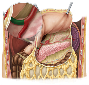 Right gastroomental artery (#1304)