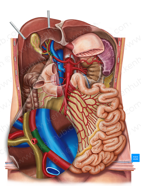 Proper hepatic artery (#1347)