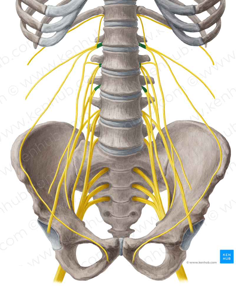 Spinal nerves L1-L3 (#6257)