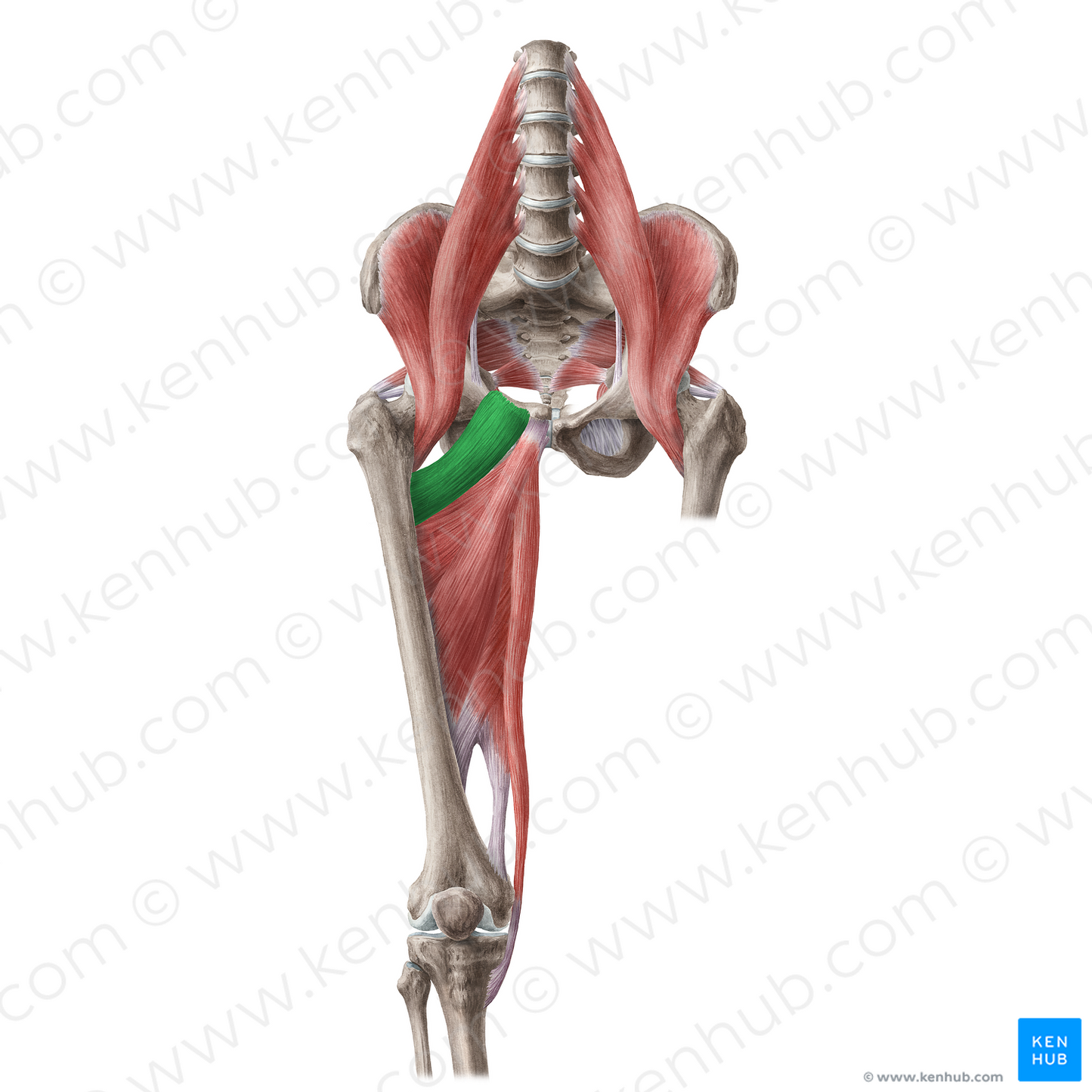 Pectineus muscle (#19645)