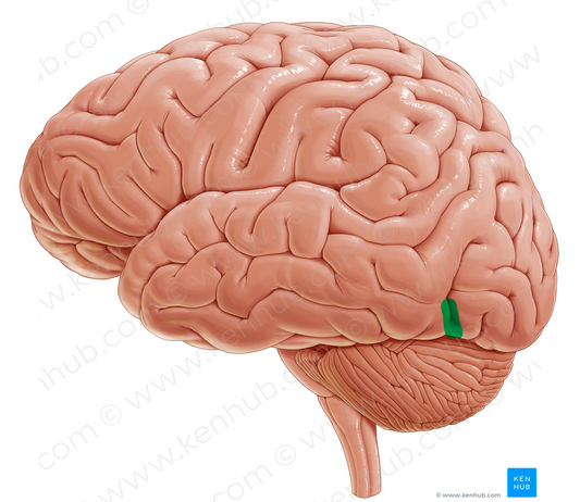 Preoccipital notch (#21173)