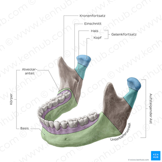 Mandible (Parts) (German)