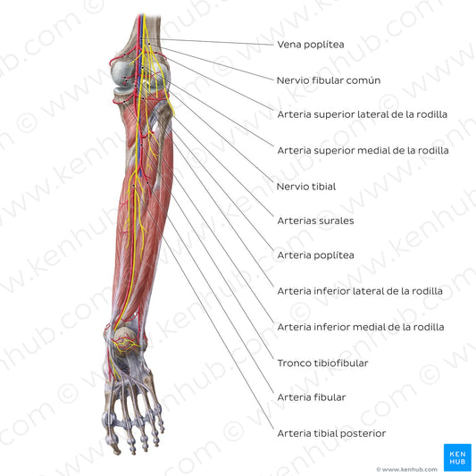 Neurovasculature of the leg and knee (posterior view) (Spanish)