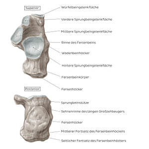 Calcaneus (Superior and posterior view) (German)