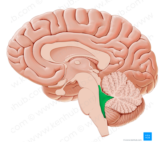 Fourth ventricle (#10723)