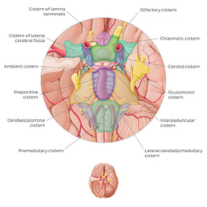 Subarachnoid cisterns of the brain (Inferior view) (English)