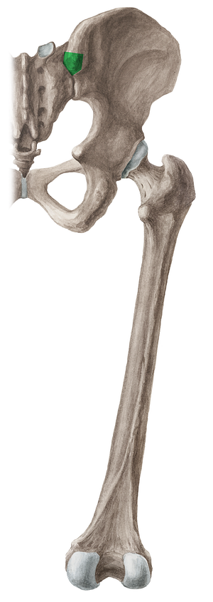 Posterior superior iliac spine (#9101)
