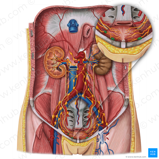 Paravesical lymph nodes (#20145)