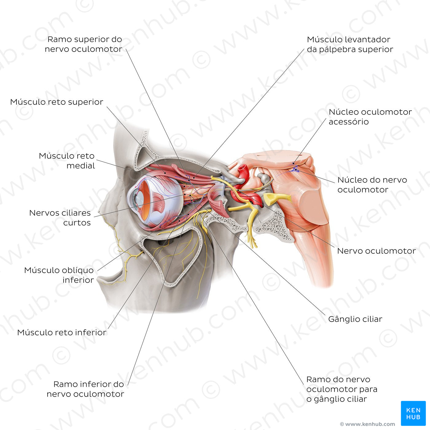 Oculomotor nerve (Portuguese)