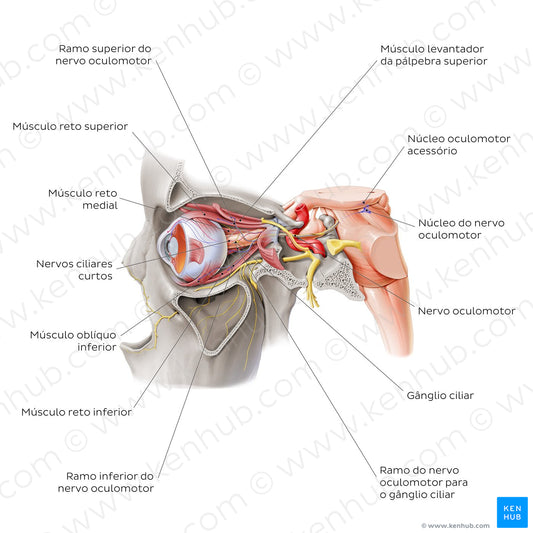 Oculomotor nerve (Portuguese)