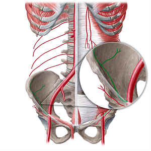 Deep circumflex iliac artery (#21558)