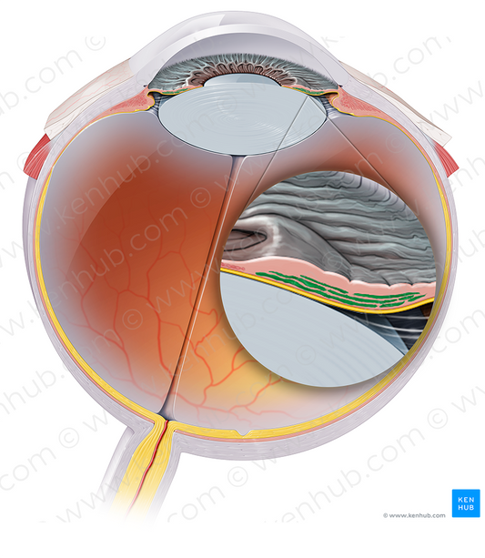 Dilator pupillae muscle of iris (#19141)
