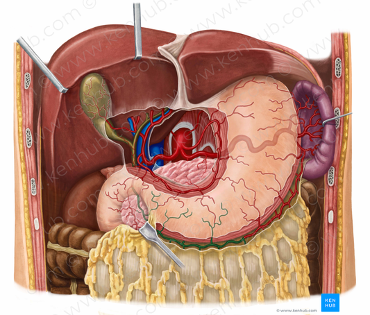 Right gastroomental artery (#1302)