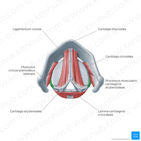 Larynx: action of lateral cricoarytenoid muscle (Latin)